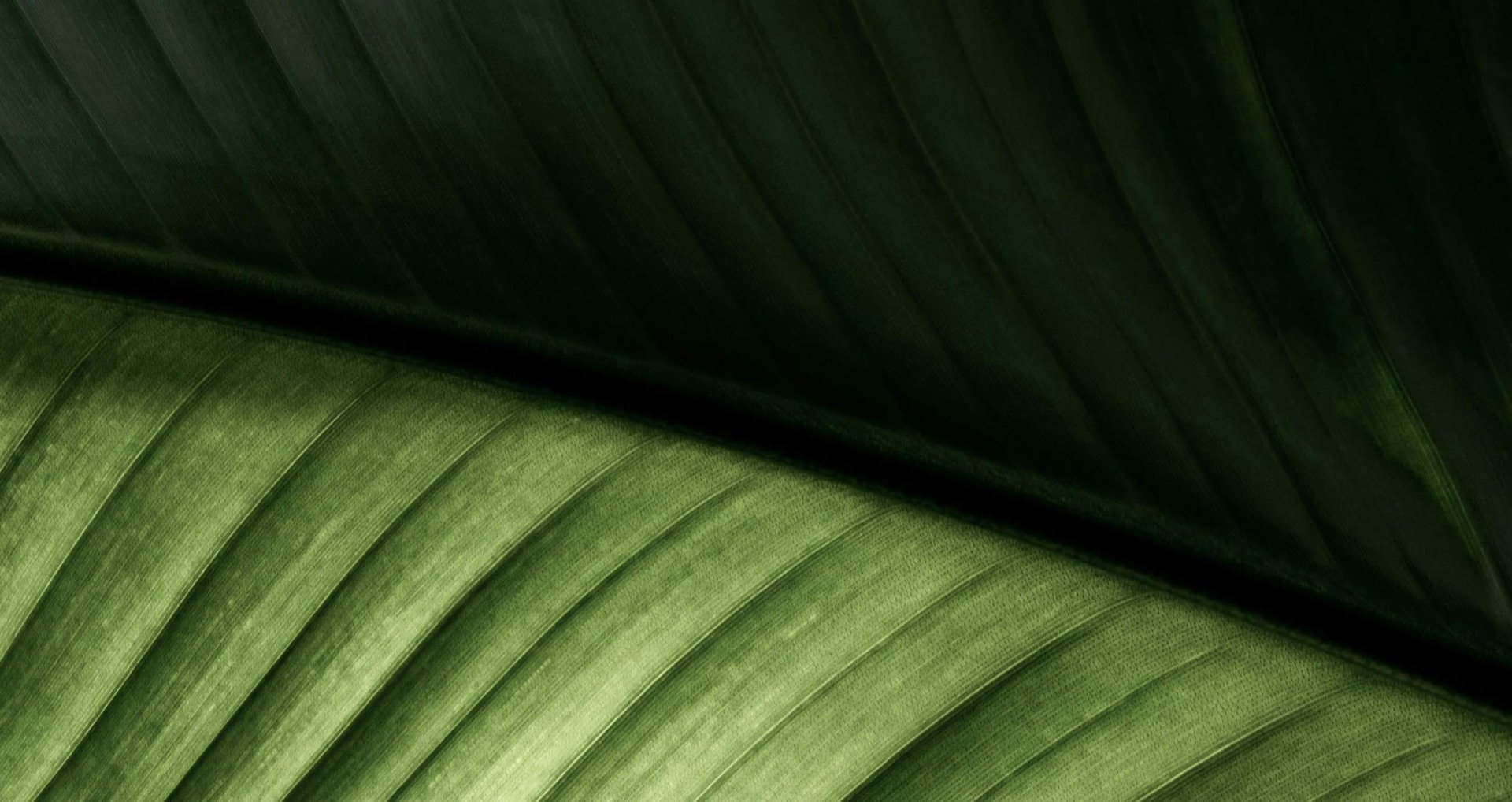 Wellness background